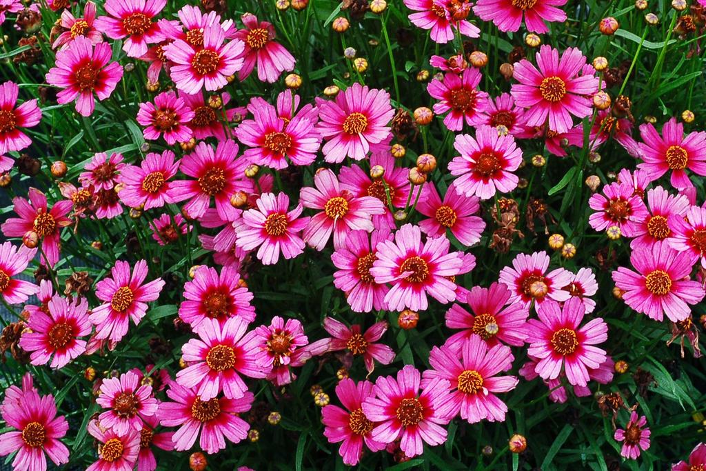 Height: 10 Spread: 20 COREOPSIS GARNET Numerous garnet-red colored flowers on a compact habit.