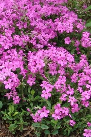 PHLOX STOLONIFERA HOME FIRES Height: 6-10 Spread: 24 Masses of vibrant pink flowers on lush deep green narrow foliage.