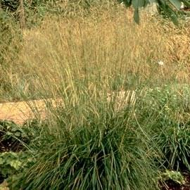 DESCHAMPSIA CESPITOSA GOLDSTAUB Exposure: Full to Part Sun Height:12-18 Spread: 18-24 These grasses do the majority of their growing in early