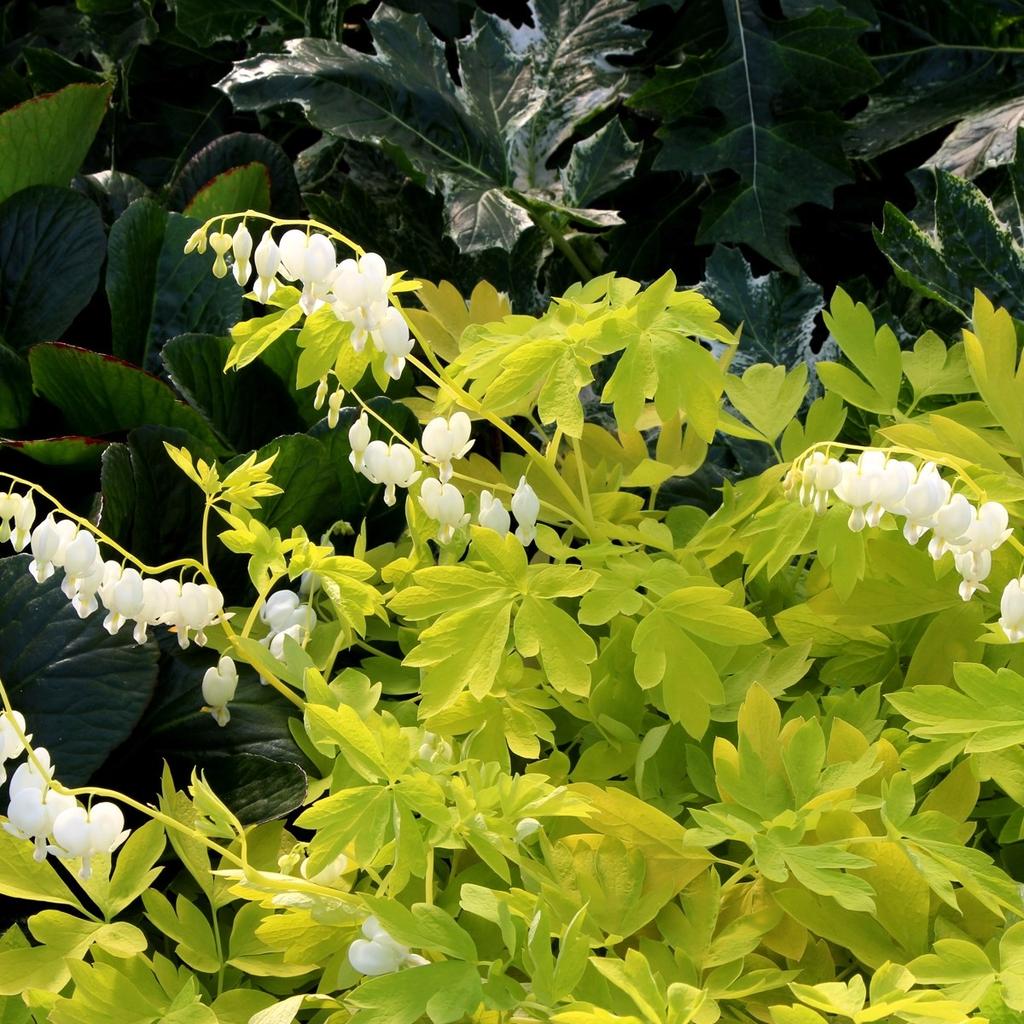 DICENTRA WHITE GOLD Exposure: Full to Part Shade Height: 24 Spread: 36 With brilliant-white, heart-shaped flowers from golden leaves, this Dicentra