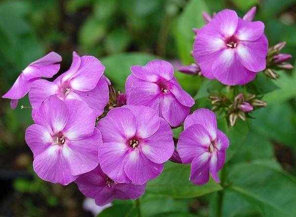 PHLOX PANICULATA FLAME LILAC Height: 12-18 Spread: 12-16 This outstanding dwarf selection is one of the shortest yet introduced.