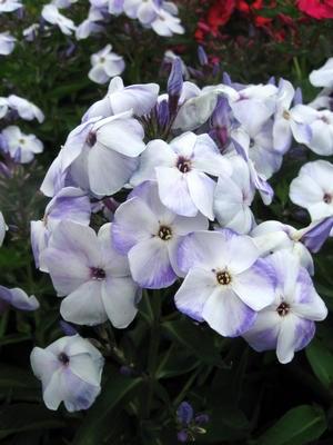 PHLOX PANICULATA FLAME BLUE Exposure: Part to Full Sun Height: 12-20 Spread: 16-18 This outstanding dwarf selection is one of the shortest yet introduced.