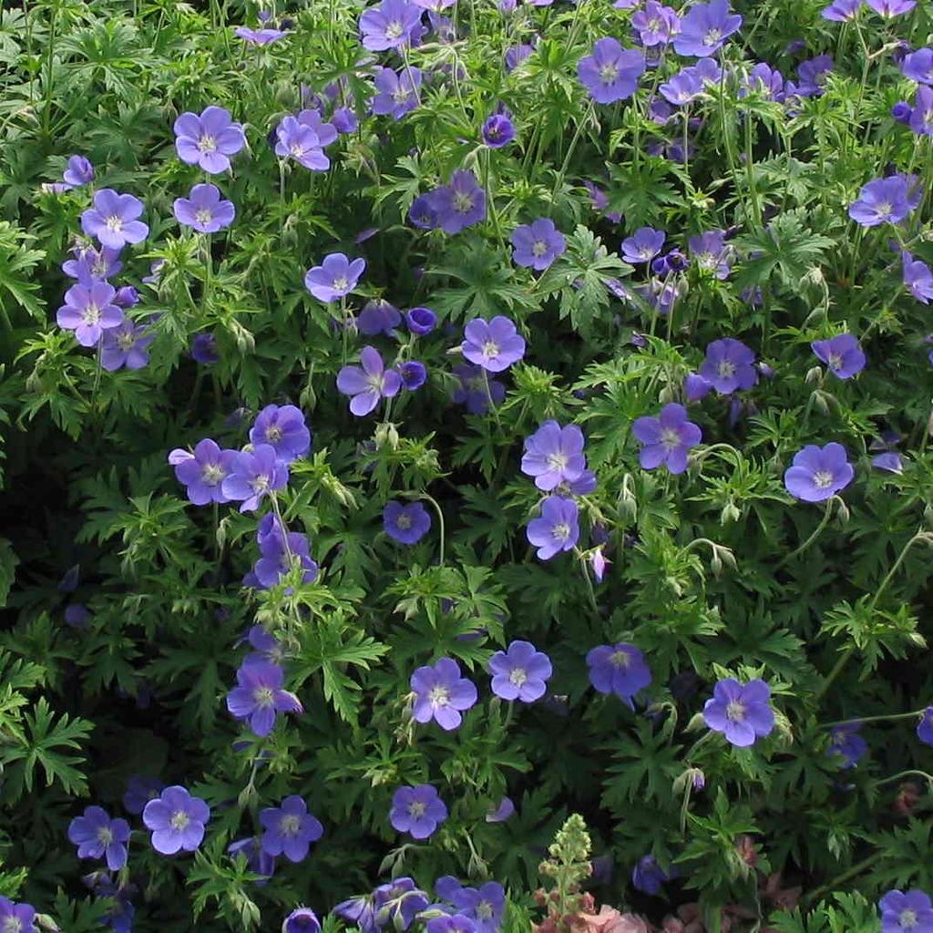 The large flower clusters are fragrant and have blue and white petals opening from dark blue buds, starting in midsummer. Attracts pollinators.