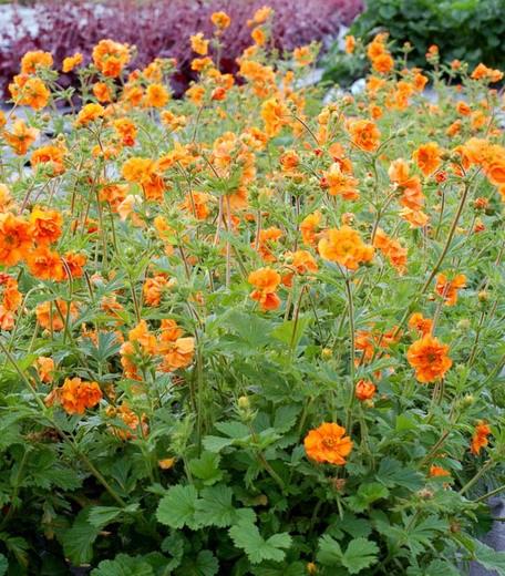 Height: 12-14 Spread: 16-18 GEUM FIRE STONE It bears branching stems with rounded semidouble flowers of golden yellow, suffused with scarlet-orange