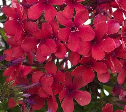 PHLOX PANICULATA EARLY RED Height: 12-18 Spread: 12-14 This hybrid compact selection, part of the Early Start series, blooms earlier