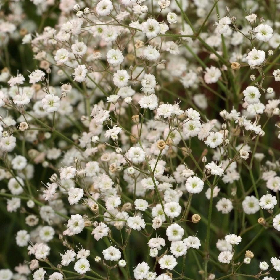 GYPSOPHILA SUMMER SPARKLES Height: 23-27 Spread: 30-40 Compact and airy sprays of tiny white semi-double flowers envelop the