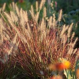 areas. Plants quickly form a low carpet of medium-sized leaves in an attractive bronze -purple shade. PENNISETUM ALOP.
