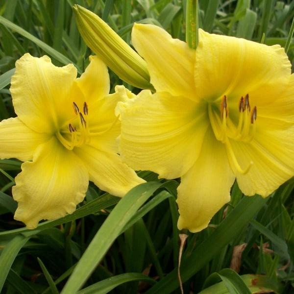 HEMEROCALLIS BIG TIME HAPPY Exposure: Full to Part Sun Height: 16-18 Spread: 18-23 This lovely variety has large (4 inch)