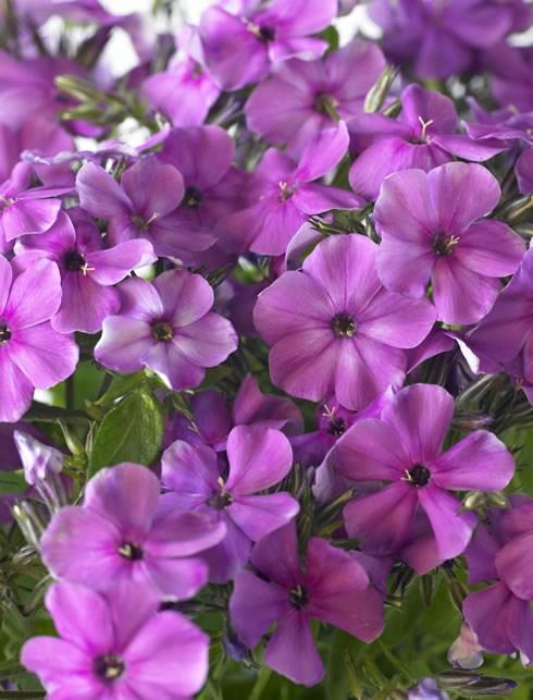 PHLOX PANICULATA EARLY PURPLE Height: 12-18 Spread: 12-14 This hybrid compact selection, part of the Early Start series,