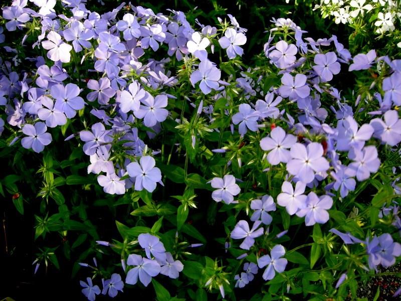 PHLOX DIVARICATA BLUE MOON Height: 12-18 Spread: 8-12 Selected for outstanding flower color and very full flower petals, 'Blue Moon' bears many fragrant, 5- petaled flowers with the