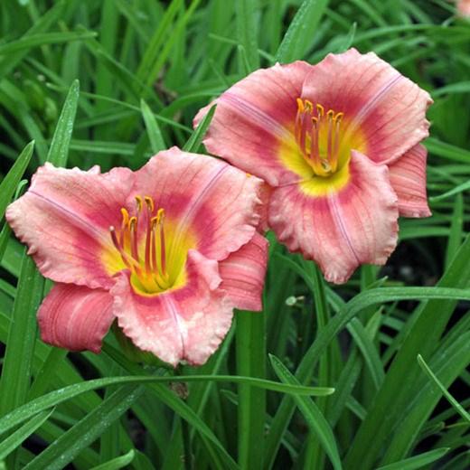 HEMEROCALLIS ROSY RETURNS Exposure: Part to Full Sun Height: 12-18 Spread: 10-12 This dwarf variety has large (4 inch) bright rose