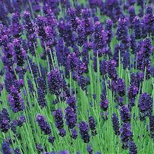 Height: 12-18 Spread: 24-36 LAVENDULA HIDCOTE BLUE Has deeply colored violet-blue flowers and a compact uniform habit.