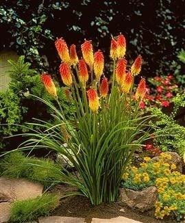 KNIPHOFIA UVARIA FLAMENCO Height: 29-35 Spread: 18-23 Known as Red-hot-Poker, these are easy to grow in the garden.