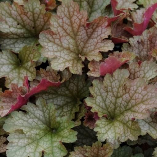 Height: 10-12 Spread: 12-14 HEUCHERA FALL FESTIVAL This villosa hybrid, part of the Carnival series, known for their tidy mounding habit and excellent heat and