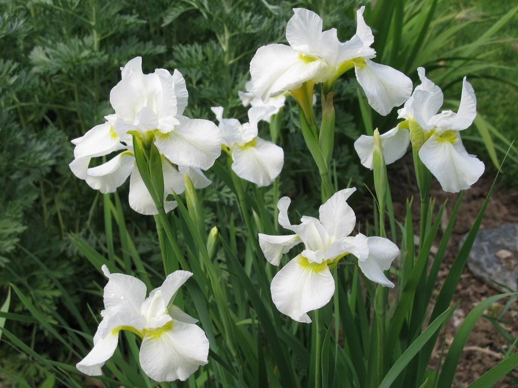 Exposure: Part to Full Sun Height: 37-39 Spread: 18-23 IRIS WHITE SWIRL This taller selection has a lavish display of clear white
