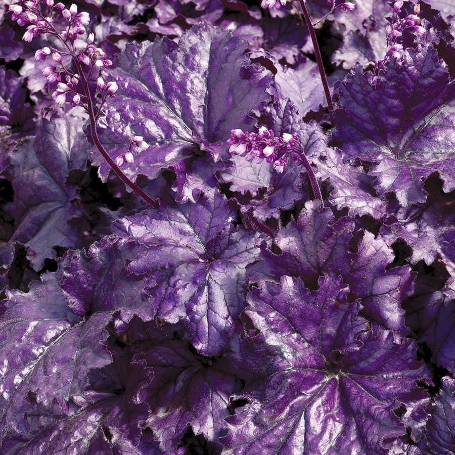 HEUCHERA FOREVER PURPLE Height: 12 Spread: 22 This is a knockout with ultra-purple glossy leaves with fluted edges and great vigor.