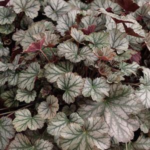 HEUCHERA HARVEST BURGUNDY Height: 12-23 Spread: 18-23 The lobed leaves are silvery in colour with contrasting green veins, flushed
