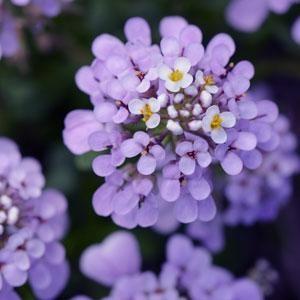 IBERIS GIBRALTARICA LAVISH Height: 10-12 Spread: 14-16 Deep lavender blooms from spring to summer!