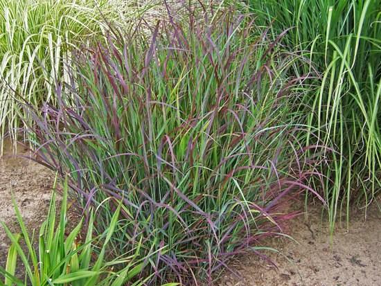 PANICUM VIRGATUM CHEYENNE SKY Height: 30-36 Spread: 14-18 Forms a dense, upright clump of blue-green leaves that turn wine