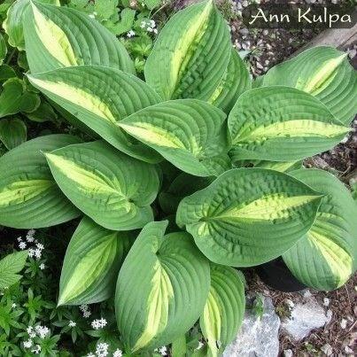 Height: 18-20 Spread: 21-23 HOSTA ANN KULPA This large selection has heart shaped, corrugated leaves that have wide, dark green margins and narrow