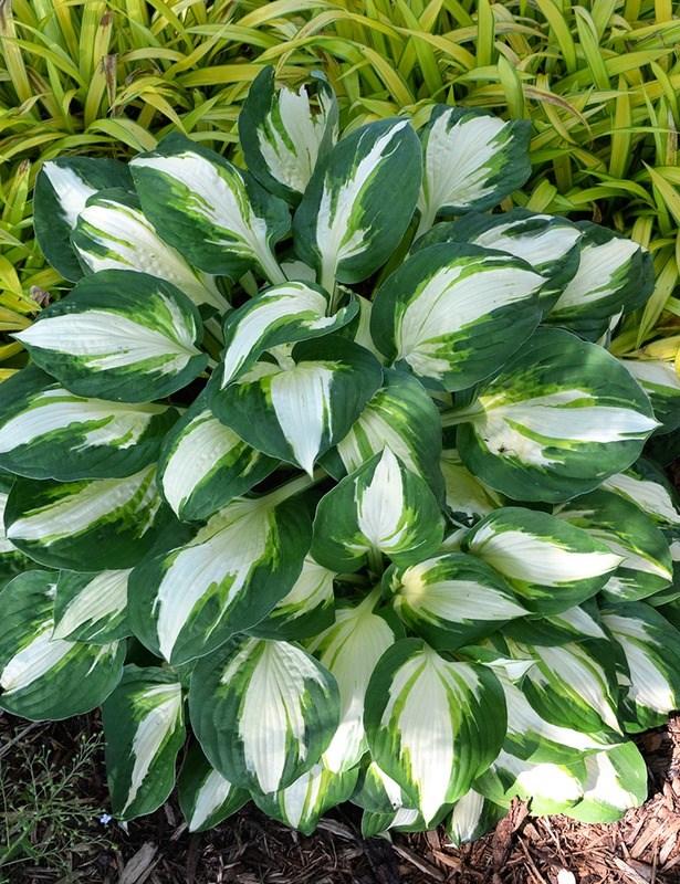 HOSTA VULCAN Height: 20-21 Spread: 31-35 This medium to large selection has broad, heart-shaped leaves with white centres, dark green margins