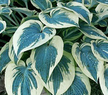 Height: 12-16 Spread: 23-29 HOSTA BLUE IVORY This selection has leaves with blue centres and wide creamy-white margins in spring that in