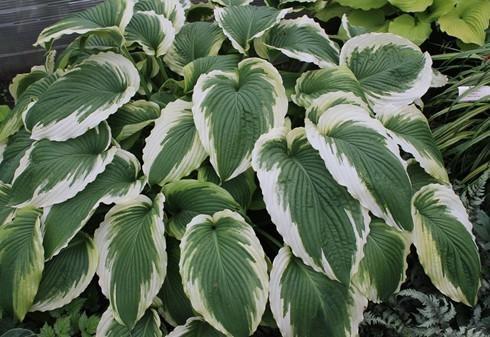 HOSTA BRIDAL FALLS Height: 28 Spread: 48 Forms an impressive mound of dark green leaves with rippled white margins.