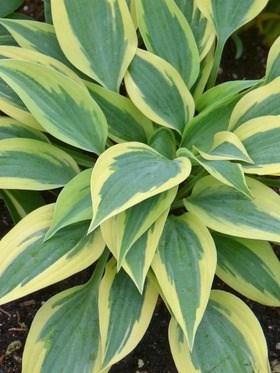 HOSTA VIRGINIA REEL Height: 6-8 Spread: 10-12 This small sized selection forms a pinwheel-like mound of pointed,