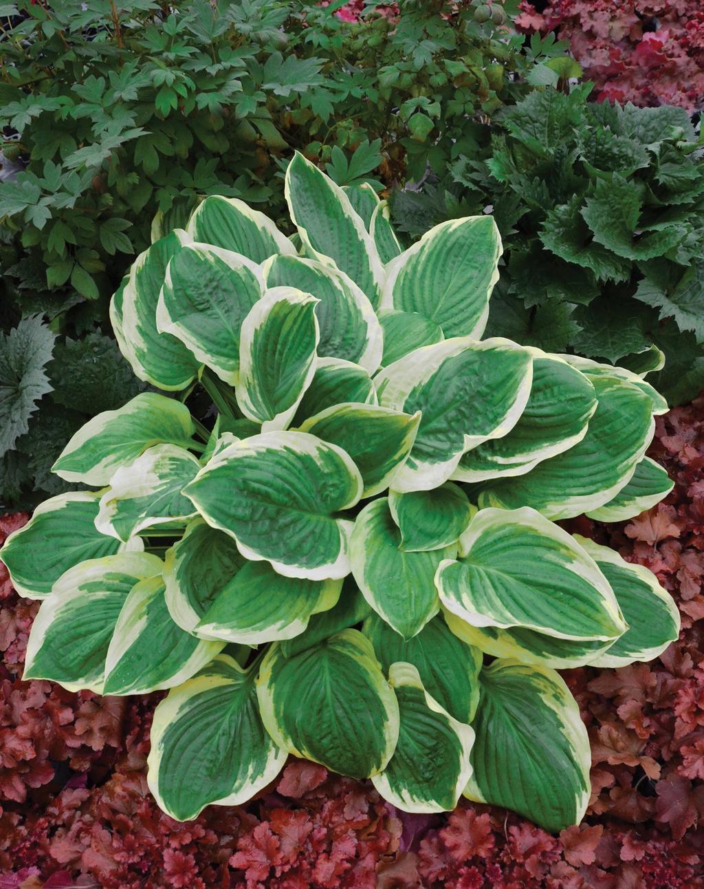 Height: 12 Spread: 20 HOSTA ROYAL WEDDING Exciting wide-margined variety.