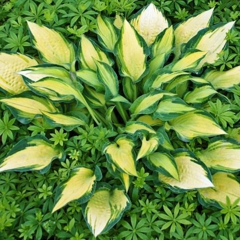 HOSTA HAPPY DAYS Exposure: Part Sun Height: 90cm Spread: 50cm A sun tolerant hosta with leaves that have yellow