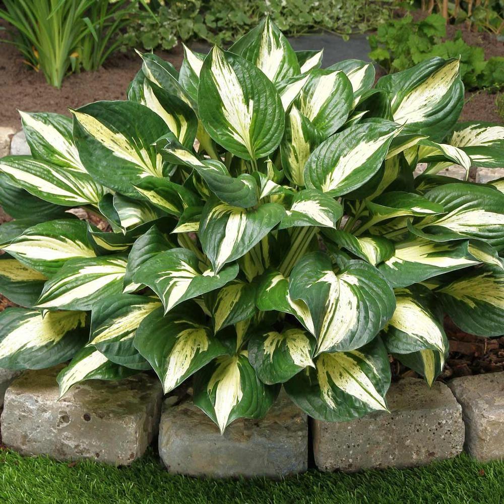 A bright variegation that is a stand out in shade gardens.