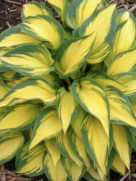 HOSTA REMEMBER ME Height: 12-16 Spread: 23-29 This medium-sized specimen selection begins bright yellow in spring, with a narrow green edge.