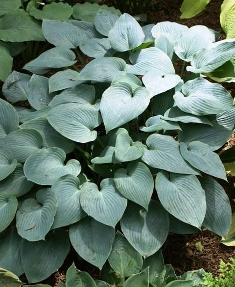 Height: 14-16 Spread: 31-35 HOSTA PRARIE SKY This midsized selection has thick, rounded powder blue leaves that hold their colour