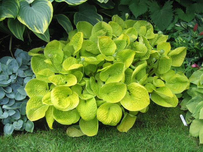 HOSTA MAUI BUTTERCUPS Height: 8-10 Spread: 18-23 Plants form a sturdy mound of foliage, topped with lily-like blooms.