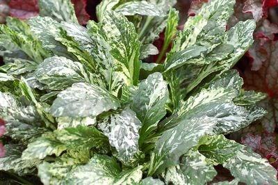 AJUGA REPTANS SPARKLER Height: 4-6 Spread: 12-18 Sparkler is a variegated bugleweed that forms a dense ground cover in part-shade areas of