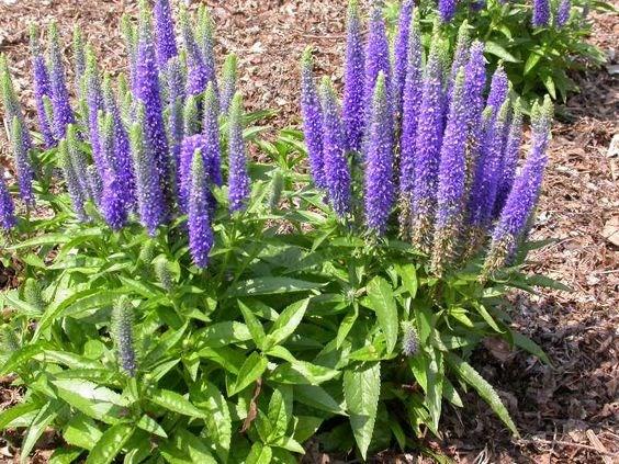 VERONICA LONGIFOLIA ROYAL CANDLES Exposure: Full to Part Sun Height: 8-12 Spread: 12-18 This is a terrific compact selection of Spike Speedwell.