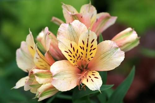 Exposure: Part to Full Sun Height: 24-36 Spread: 24-36 ALSTROEMERIA INCA ICE This Alstroemeria is a two tone Peruvian Lily sporting the colors of a