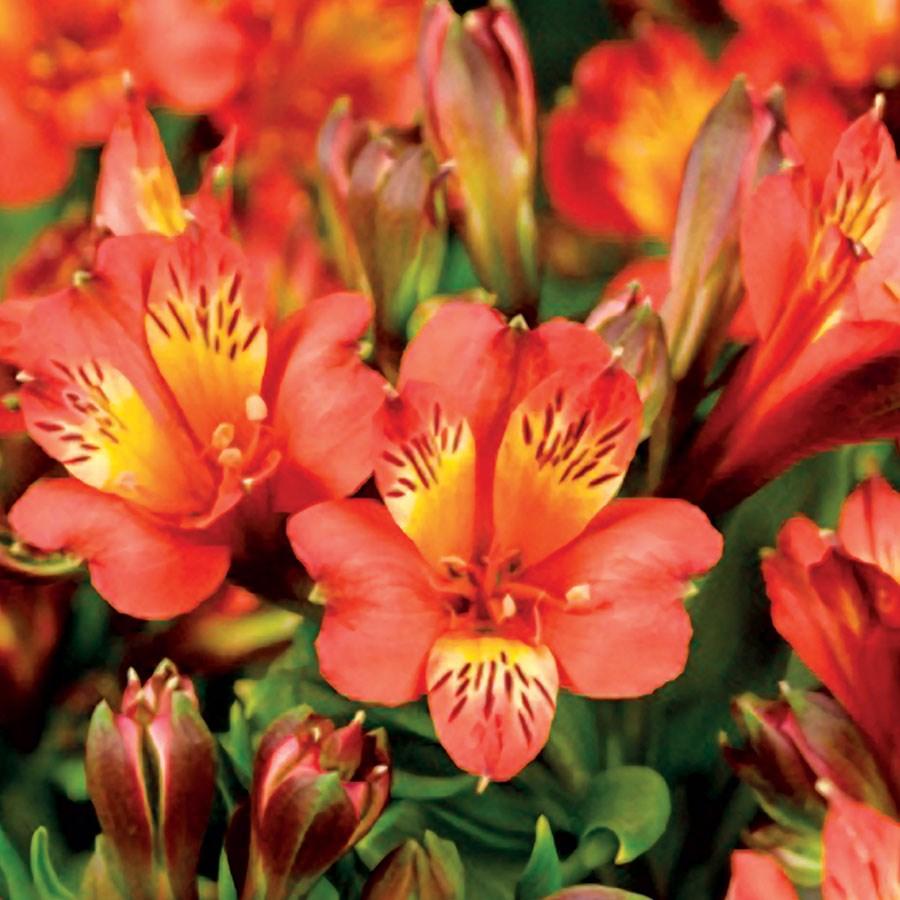 Exposure: Part to Full Sun Height: 24-36 Spread:24-36 ALSTROEMERIA INCA JOLI This Alstroemeria has remarkable vigour and capacity to produce loads of flowers over a long