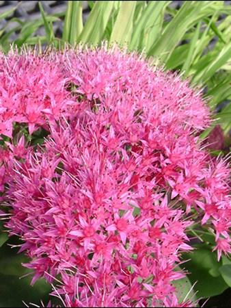 SEDUM SPECTABILE NEON Height: 18-23 Spread: 18-23 This selection begins to produce green broccoli-like buds in mid-summer, which gradually
