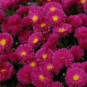 Height: 24-36 Spread: 24-36 ASTER KICKIN CARMINE RED With a superb habit which forms a full, bushy, relatively compact mound of finely