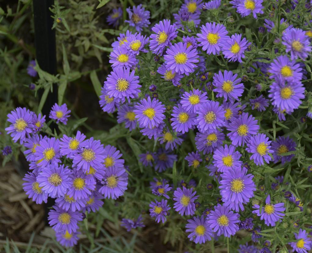 ASTER KICKIN LILAC BLUE Height: 24-36 Spread: 24-36 With a superb habit which forms a full, bushy, relatively compact mound of finely textured