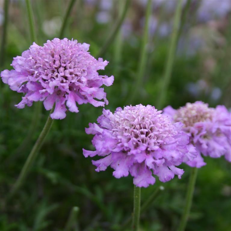 SCABIOSA VIVID VIOLET Height: 12-14 Spread: 10-12 A dwarf Pincushion Flower from the Flutter series, featuring flowers that are larger and