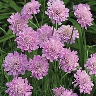 SCABIOSA FLUTTER ROSE PINK Height: 12-14 Spread: 10-12 A dwarf Pincushion Flower from the Flutter series, featuring flowers that are larger and deeper pink.