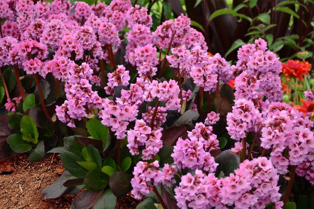 Exposure: Part to Full Sun Height: 12 Spread: 12 BERGENIA SPRING FLING 'Spring Fling' forms a large, tight and upright plant that blooms so heavily.