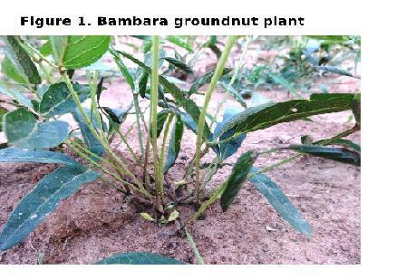 2 LEGUME RESEARCH An International Journal MATERIAL AND METHODS Experimental location and station: The present study was carried out at K-block, University of Agriculture Sciences, Bengaluru during