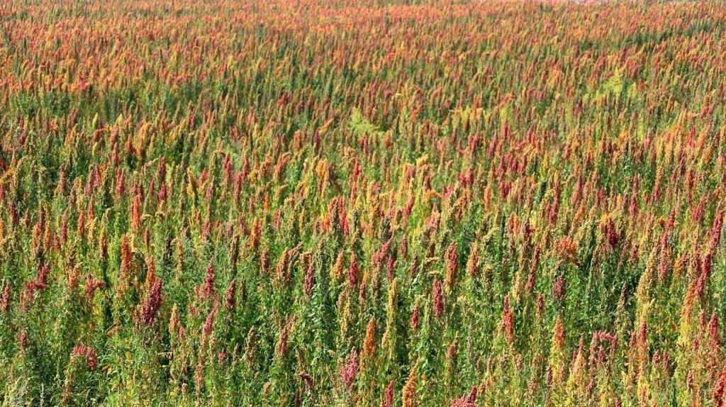1.1 Milestone of quinoa history in China In 2008,