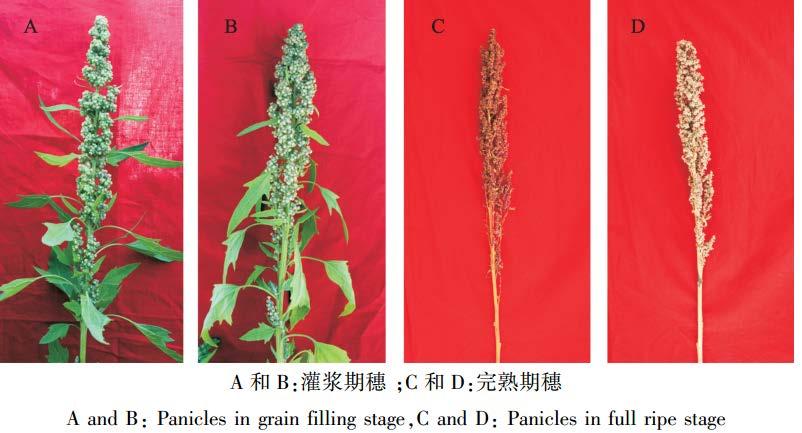 1.7 Quinoa cultivation in Hebei In 2013,