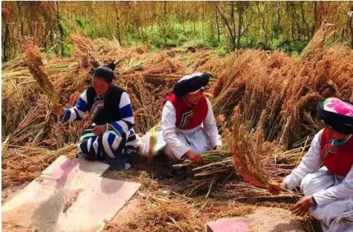 1.8 Quinoa cultivation in Yunan Started in
