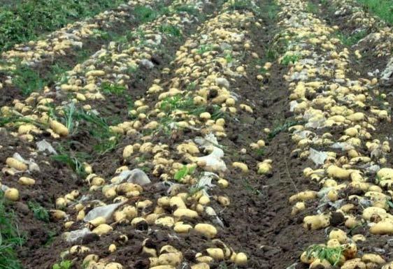 more than 666,700 ha 5,000,000 ha of potato need