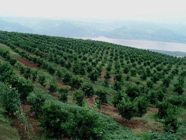 1.4 The Improvement of Fruit Quality Decreasing the density to improve the micro-environment in the orchards.